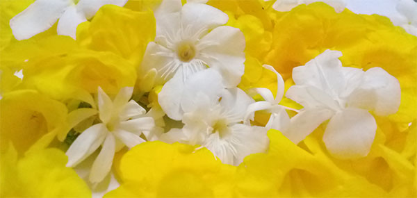 pinwheel flower or crape jasmine and yellow flowers